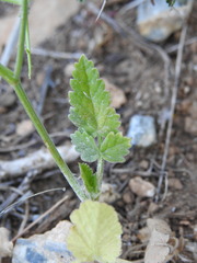Tordylium officinale