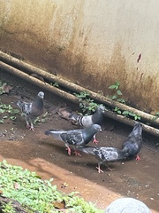 Columba livia domestica