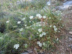 Tordylium officinale