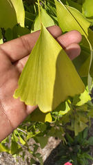Ginkgo biloba