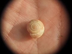 Metafruticicola noverca