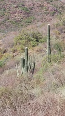 Stenocereus thurberi