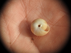 Metafruticicola noverca