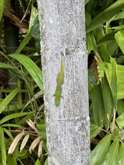Phelsuma laticauda laticauda