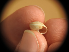 Metafruticicola noverca