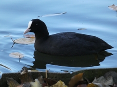 Fulica atra