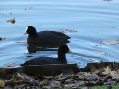 Fulica atra