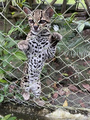 Leopardus