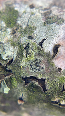 Caliciaceae
