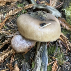 Gomphidius oregonensis