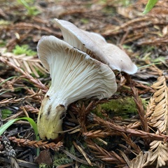 Gomphidius oregonensis