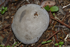 Lycoperdon pratense