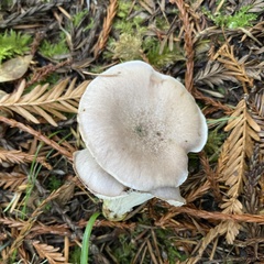 Gomphidius oregonensis