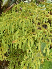Lycopodiaceae
