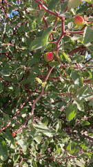 Prunus fremontii