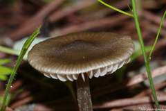 Entoloma sericeum