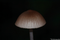 Mycena seynii