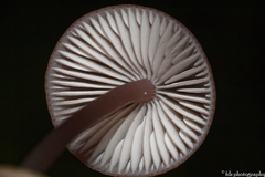 Mycena seynii