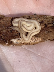 Geonemertes pelaensis