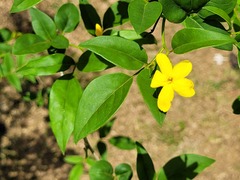 Chrysojasminum
