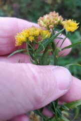 Euthamia graminifolia