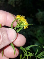 Euthamia graminifolia