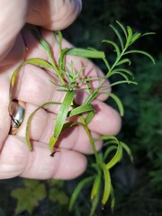 Euthamia graminifolia