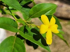 Chrysojasminum