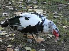 Cairina moschata domestica