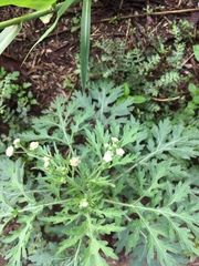 Parthenium hysterophorus