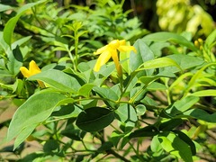 Chrysojasminum