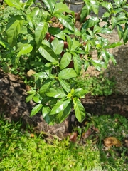 Tabernaemontana divaricata