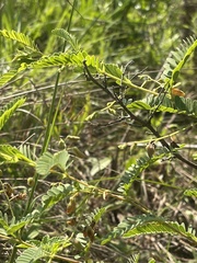 Aeschynomene rehmannii