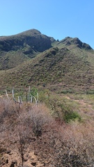 Stenocereus thurberi