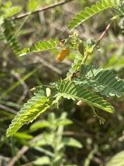 Aeschynomene rehmannii