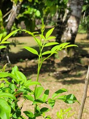 Chrysojasminum