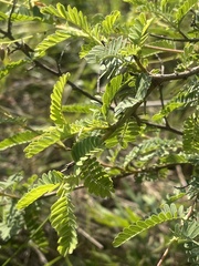 Aeschynomene rehmannii