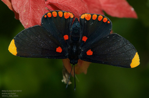Red-bordered Pixie photo 4