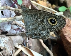 Ypthima horsfieldii humei