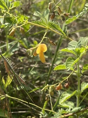 Aeschynomene rehmannii