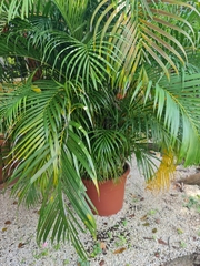 Dypsis lutescens