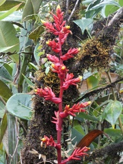 Guzmania