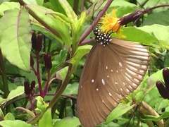 Euploea doubledayi evalida