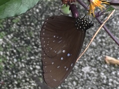 Euploea mulciber mulciber