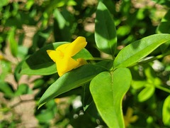 Chrysojasminum