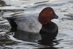 Aythya ferina