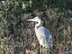 Ardea cinerea