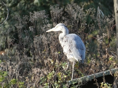 Ardea cinerea