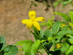 Chrysojasminum