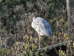 Ardea cinerea